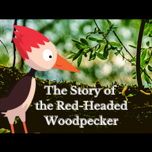 The Story of the Red-Headed Woodpecker