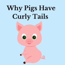 Why Pigs Have Curly Tails