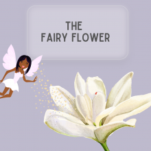 Fairy in a white dress putting fairy dust on a white lily flower.